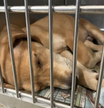 Peter -  Foxhound Dog for Adoption in Parma, Ohio - Peter | PetCurious