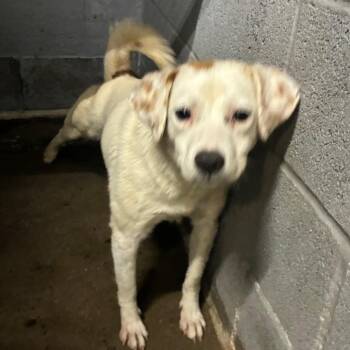 Twizzler -  Mixed Breed Dog for Adoption in Corbin, Kentucky - Twizzler | PetCurious