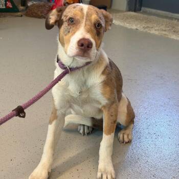 Mixed Breed Dogs Available for Adoption in Huntington, West Virginia - Fable | PetCurious