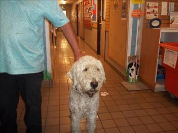 Rescue Poodle and Giant Schnauzer Dogs for Adoption in Burbank, California - BELMONT | PetCurious