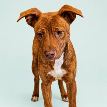 Shelly -  Pit Bull Terrier and Mixed Breed Dog for Adoption in Concord, North Carolina - Shelly | PetCurious