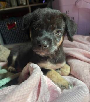Jordyn -  German Shepherd Dog Dog for Adoption in Milton, Georgia - Jordyn | PetCurious