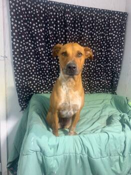 Rescue Catahoula Leopard Dog Dogs for Adoption in Opelousas, Louisiana - Pecan | PetCurious