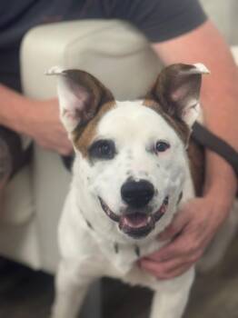 Artemis -  Cattle Dog Dog for Adoption in Sonora, California - Artemis | PetCurious