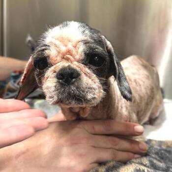 Ariel -  Mixed Breed Dog for Adoption in Warrensburg, Missouri - Ariel | PetCurious