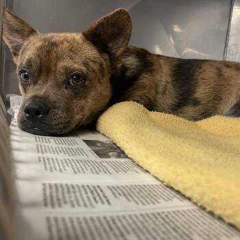 Tiger -  French Bulldog and Terrier Dog for Adoption in Long Beach, California - Tiger | PetCurious
