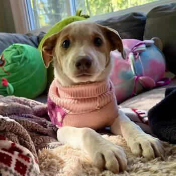 Polly -  Hound Dog for Adoption in Greensboro, North Carolina - Polly | PetCurious