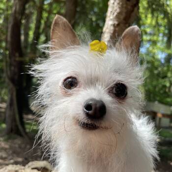 Chihuahua and Yorkshire Terrier Dogs Available for Adoption in Graham, Washington - LUNA | PetCurious