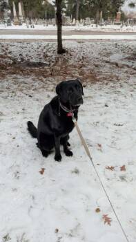 Remy ***Courtesy Listing*** -  German Shepherd Dog and Affenpinscher Dog for Adoption in Peru, New York - Remy ***Courtesy Listing*** | PetCurious