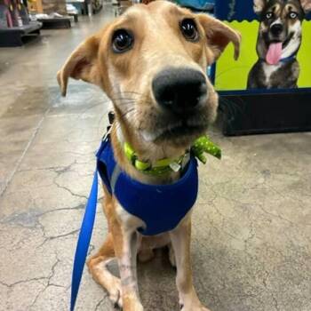 Rescue Greyhound Dogs for Adoption in Auburn, Washington - PRETZEL | PetCurious