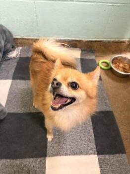Carmello -  Pomeranian and Mixed Breed Dog for Adoption in Lowell, Massachusetts - Carmello | PetCurious