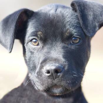 American Staffordshire Terrier and Terrier Dogs Available for Adoption - Truffle | PetCurious