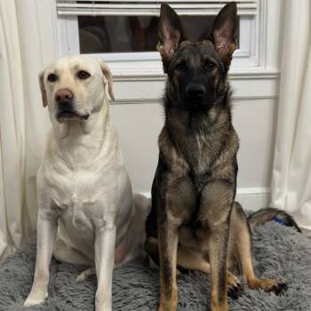 Luna and Sammy -  German Shepherd Dog and Yellow Labrador Retriever Dog for Adoption in Mahwah, New Jersey - Luna And Sammy | PetCurious