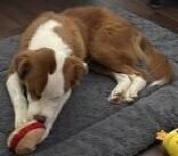Chase -  Australian Shepherd Dog for Adoption in Dallas, Texas - Chase | PetCurious