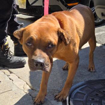 Tiara -  Mixed Breed Dog for Adoption in Newark, New Jersey - Tiara | PetCurious