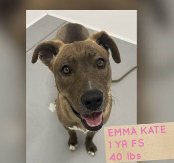 Rescue Retriever Dogs for Adoption in Holbrook, New York - EMMA KATE | PetCurious