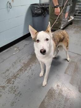 Blu -  Siberian Husky Dog for Adoption in Sacramento, California - Blu | PetCurious