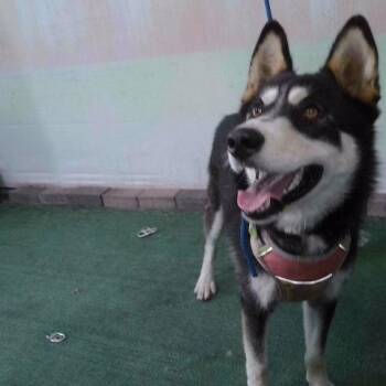 Becky -  Husky Dog for Adoption in San Gabriel, California - Becky | PetCurious