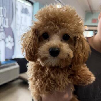 Poodle Dogs Available for Adoption - Falcon | PetCurious