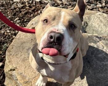 Pit Bull Terrier Dogs Available for Adoption - ODO | PetCurious