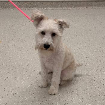 West Highland White Terrier Westie Dogs Available for Adoption in Indianapolis, Indiana - Rogelio | PetCurious