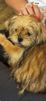 Lilo -  Shorkie Dog for Adoption in Hallsville, Missouri - Lilo | PetCurious