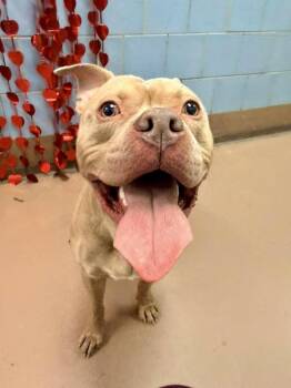 Pit Bull Terrier Dogs Available for Adoption - Monteverdi | PetCurious