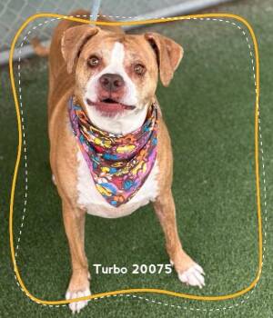 TURBO -  Boxer Dog for Adoption in Marietta, Georgia - TURBO | PetCurious