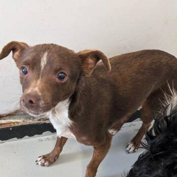 Charles -  Chihuahua Dog for Adoption in Chico, California - Charles | PetCurious