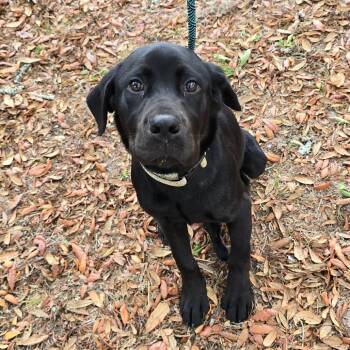 Black Labrador Retriever and Mixed Breed Dogs Available for Adoption in Williston, Florida - Onyx | PetCurious