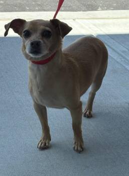 Pen 216 -  Chihuahua Dog for Adoption in Lawrenceville, Georgia - Pen 216 | PetCurious