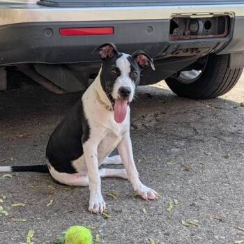 Boston -  Pit Bull Terrier Dog for Adoption in Dayton, Ohio - Boston | PetCurious
