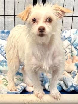 Biscotte -  Jack Russell Terrier and Mixed Breed Dog for Adoption in St. Augustine, Florida - Biscotte | PetCurious