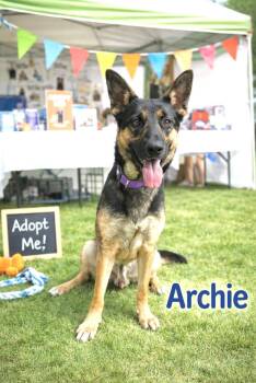 German Shepherd Dog Dogs Available for Adoption - Archie | PetCurious