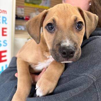 Rigby -  Mixed Breed Dog for Adoption in Morristown, Vermont - Rigby | PetCurious