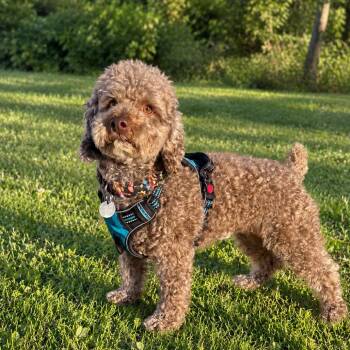 Bear -  Miniature Poodle Dog for Adoption in St. Peters, Missouri - Bear | PetCurious