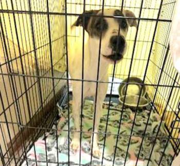 Labrador Retriever and Australian Cattle Dog Blue Heeler Dogs Available for Adoption - Gypsy | PetCurious