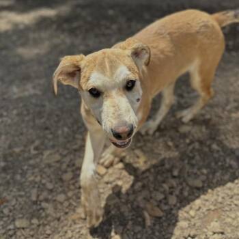 Labrador Retriever and Pit Bull Terrier Dogs Available for Adoption in Columbia, South Carolina - Parrot Head | PetCurious