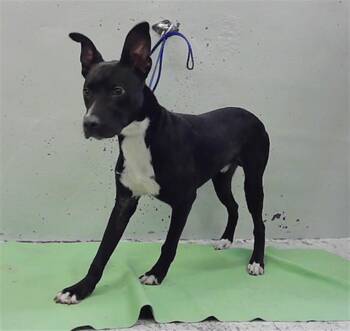 EVANCITO -  American Staffordshire Terrier and Mixed Breed Dog for Adoption in Houston, Texas - EVANCITO | PetCurious
