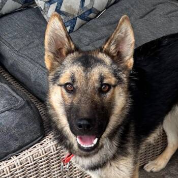 Georgie -  Shepherd and Mixed Breed Dog for Adoption in Tonasket, Washington - Georgie | PetCurious