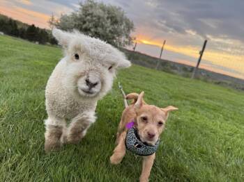 Yorkshire Terrier and Poodle Dogs Available for Adoption in Springville, New York - Bellini | PetCurious