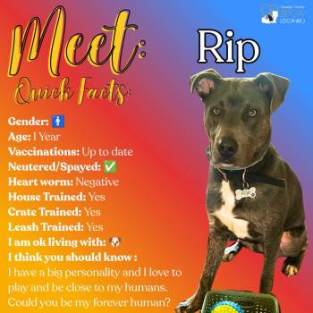 Rip -  Pit Bull Terrier Dog for Adoption in Fulton, New York - Rip | PetCurious