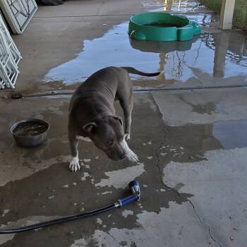 Rescue Pit Bull Terrier Dogs for Adoption in Yuma, Arizona - Roxy | PetCurious