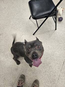 Rescue Pit Bull Terrier Dogs for Adoption in Teterboro, New Jersey - Milo | PetCurious