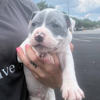 Dozer -  Boxer and Mixed Breed Dog for Adoption in North Charleston, South Carolina - Dozer | PetCurious