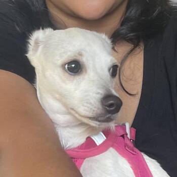Rescue Chihuahua and Chiweenie Dogs for Adoption in Cupertino, California - TROI | PetCurious