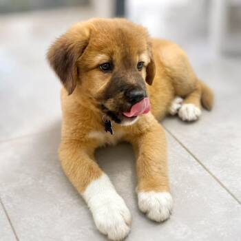 Olympia -  Shepherd and Labrador Retriever Dog for Adoption in Boerne, Texas - Olympia | PetCurious