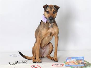SHILOH -  German Shepherd Dog and Shar Pei Dog for Adoption in Omaha, Nebraska - SHILOH | PetCurious