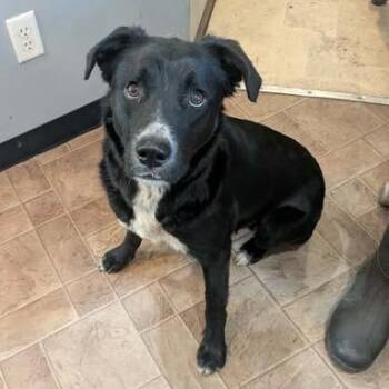 Mixed Breed Dogs Available for Adoption in Boaz, Alabama - Leelu | PetCurious