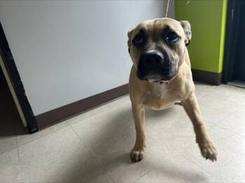Mastiff and Mixed Breed Dogs Available for Adoption in Kent, Washington - ANNA | PetCurious